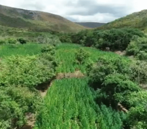 Imagem do post Advogado de 71 anos é preso suspeito de chefiar plantação de maconha na Bahia