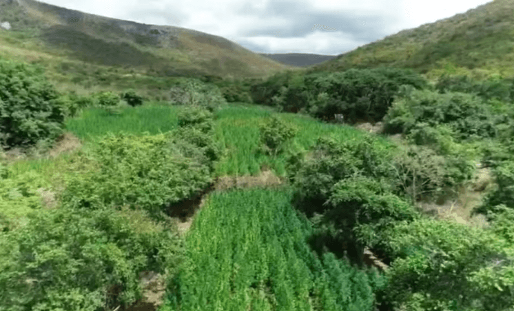 Advogado de 71 anos é preso suspeito de chefiar plantação de maconha na Bahia