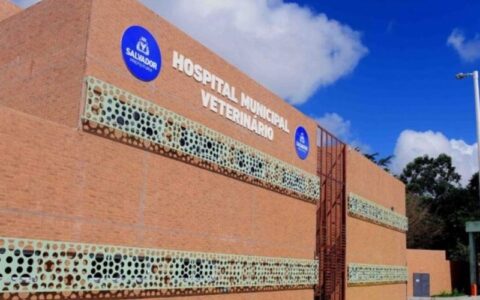 Imagem do post Mutirão de castração gratuita em Salvador acontece esta semana: Saiba como agendar