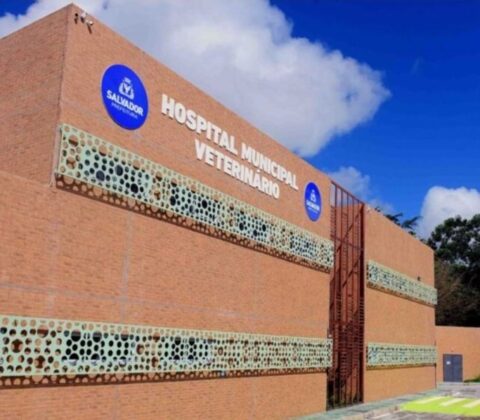 Imagem do post Mutirão de castração gratuita em Salvador acontece esta semana: Saiba como agendar