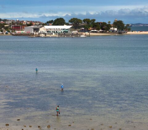 Imagem do post VLT de Salvador transforma a vida de pescadoras com cursos e vendas para hotéis