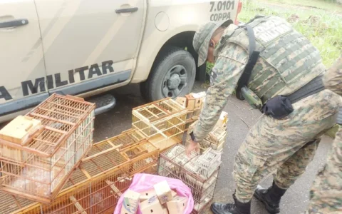Imagem do post 40 aves silvestres são resgatadas de comércio ilegal na Bahia