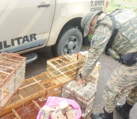 Imagem do post 40 aves silvestres são resgatadas de comércio ilegal na Bahia