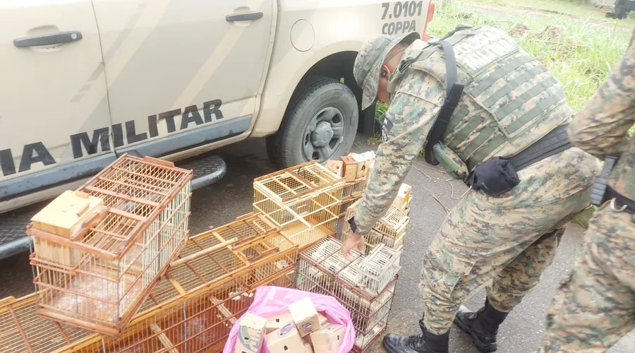 40 aves silvestres são resgatadas de comércio ilegal na Bahia