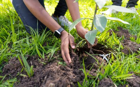 Imagem do post Mini COP30 começa em Camaçari com plantio de árvores e protagonismo jovem