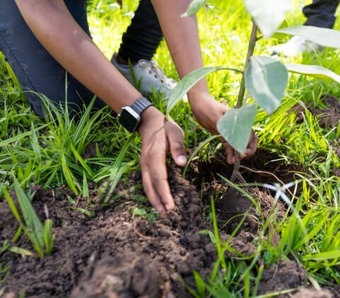Imagem do post Mini COP30 começa em Camaçari com plantio de árvores e protagonismo jovem