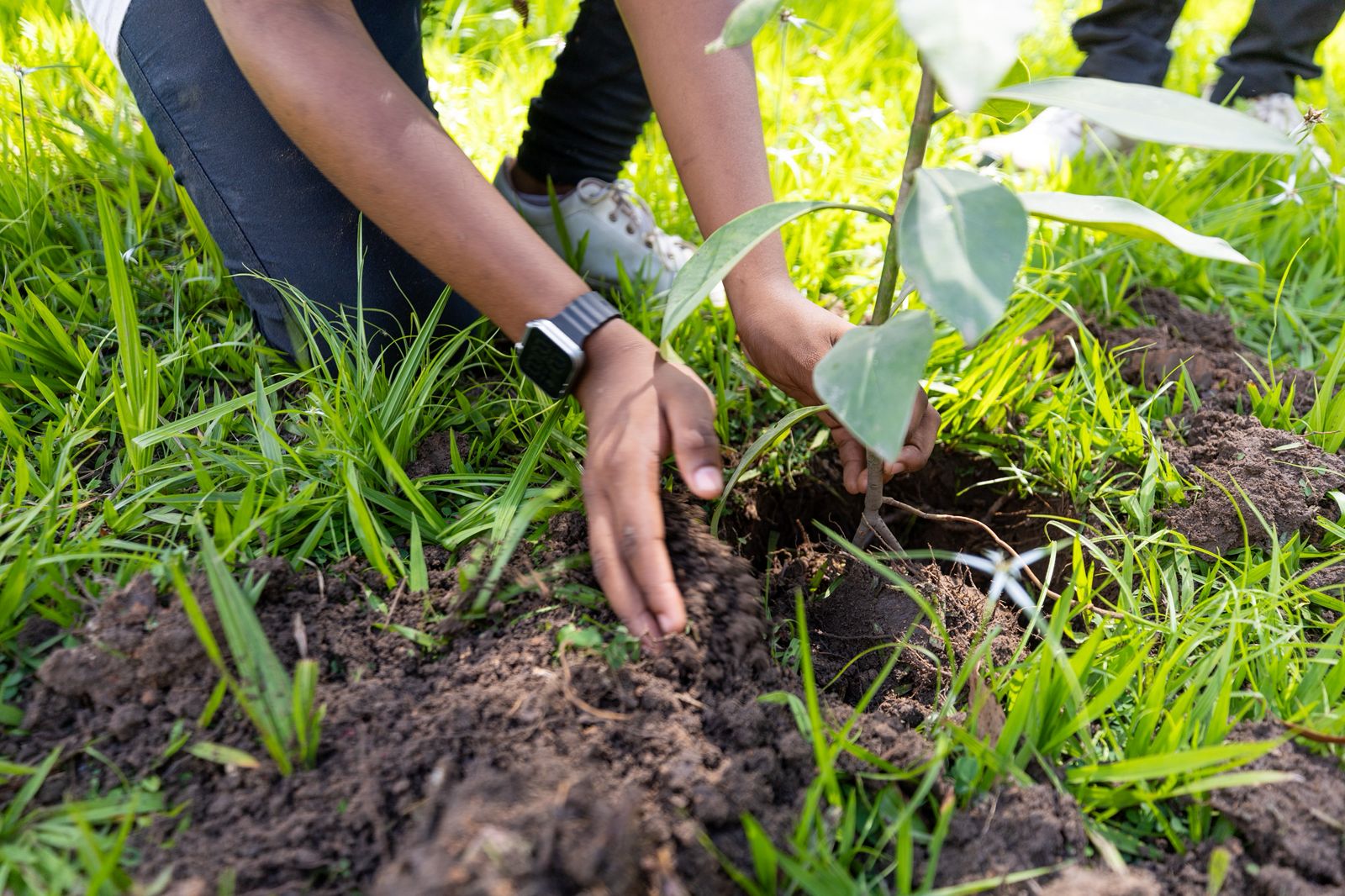 Mini COP30 começa em Camaçari com plantio de árvores e protagonismo jovem