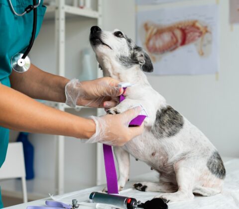 Imagem do post Aumenta a demanda por ensino superior no país segundo o IBGE