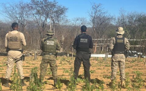 Imagem do post Polícia localiza 25 mil pés de maconha e 300 kg da erva durante operação