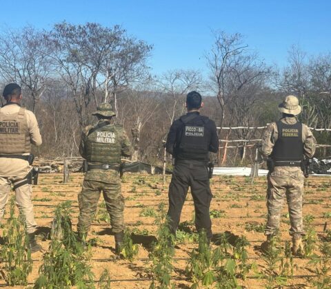 Imagem do post Polícia localiza 25 mil pés de maconha e 300 kg da erva durante operação