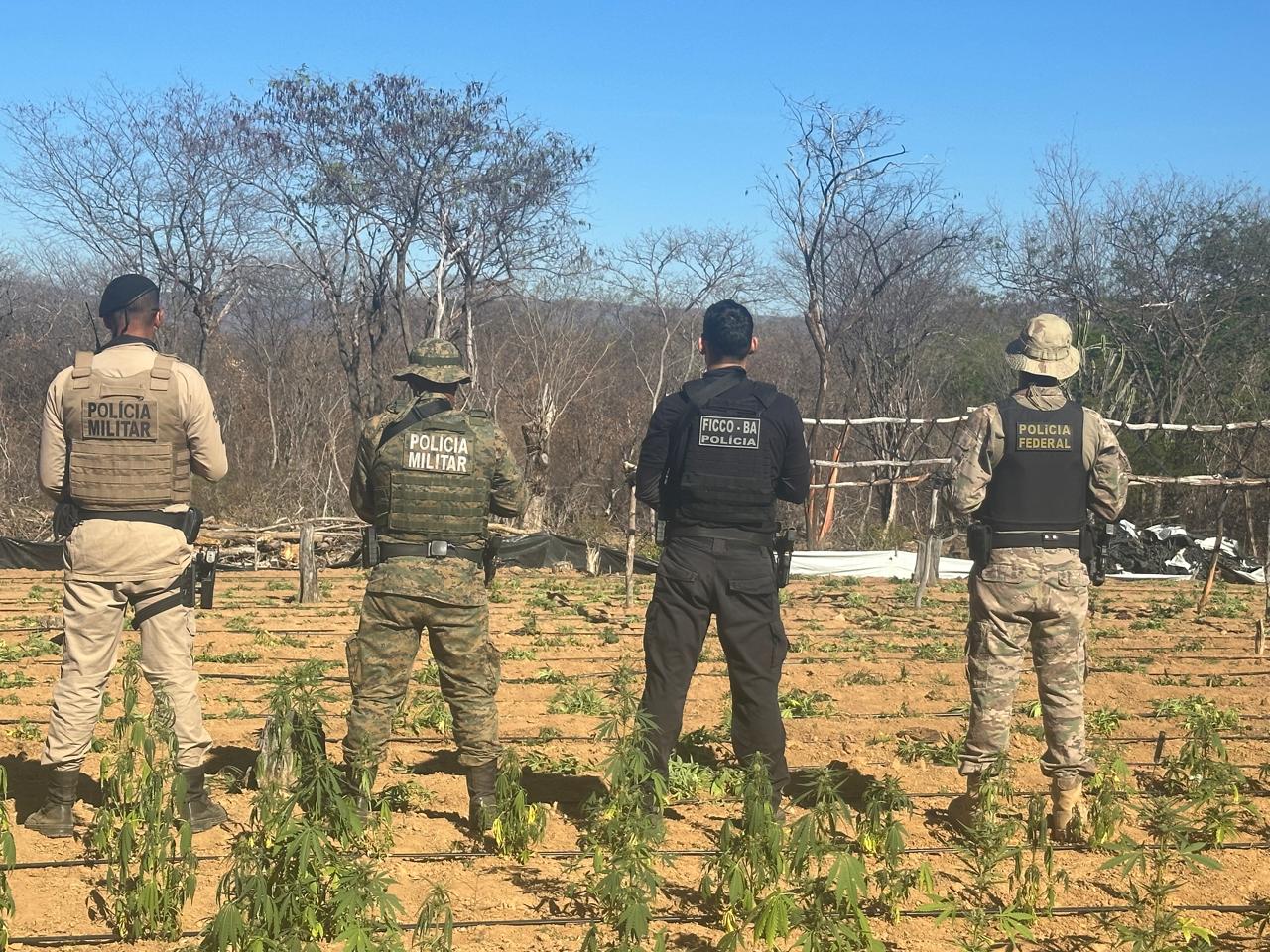 Polícia localiza 25 mil pés de maconha e 300 kg da erva durante operação