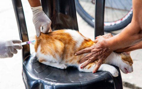 Imagem do post Campanha de vacinação antirrábica amplia locais em Camaçari