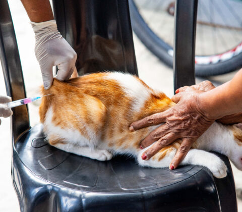 Imagem do post Campanha de vacinação antirrábica amplia locais em Camaçari