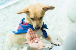 Remédio humano pode matar seu pet: veterinária faz alerta urgente