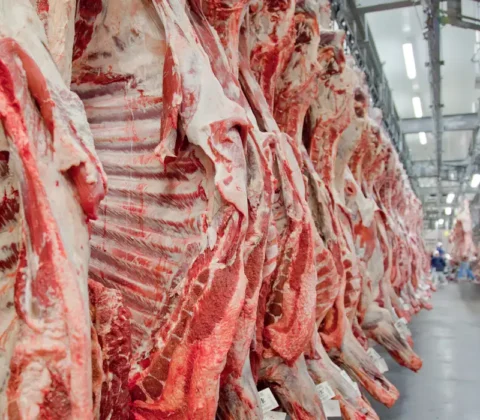 Imagem do post Exportação de carne bovina bate recorde em mês anterior ao tarifaço