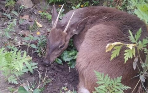 Imagem do post Veado silvestre é resgatado na Chapada Diamantina após ataque de cães