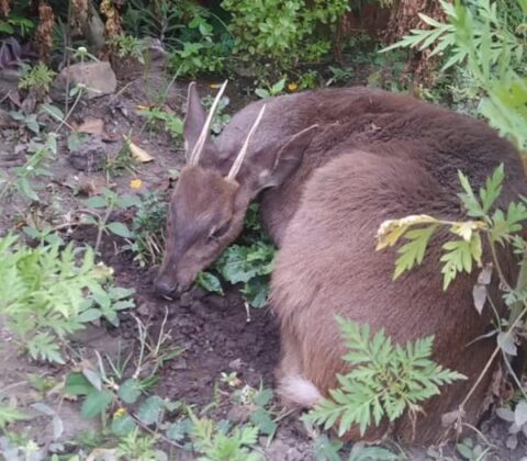 Imagem do post Veado silvestre é resgatado na Chapada Diamantina após ataque de cães
