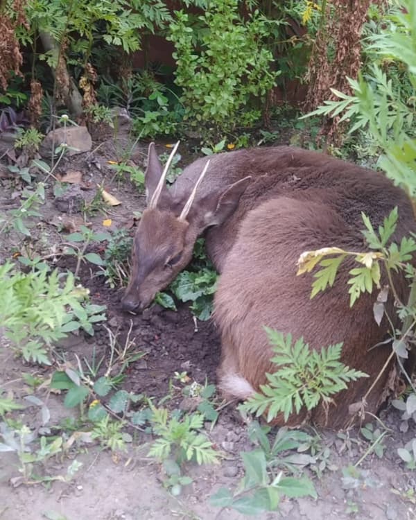 Veado silvestre é resgatado na Chapada Diamantina após ataque de cães