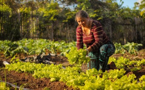 Imagem do post Governo do Brasil autoriza R$ 12 bilhões em nova linha de crédito para produtores rurais atingidos por eventos climáticos