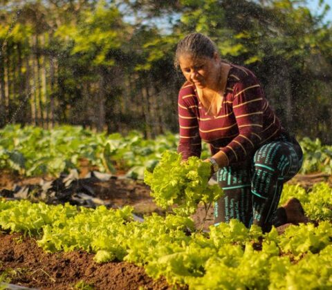 Imagem do post Governo do Brasil autoriza R$ 12 bilhões em nova linha de crédito para produtores rurais atingidos por eventos climáticos