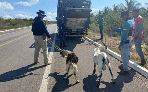 Imagem do post Quase 60 animais soltos são resgatados em rodovias
