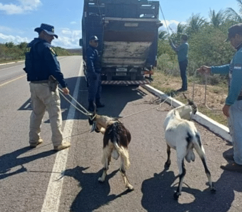 Imagem do post Quase 60 animais soltos são resgatados em rodovias