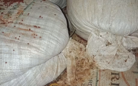 Imagem do post Fezes de ratos em temperos: 4 fábricas clandestinas são fechadas