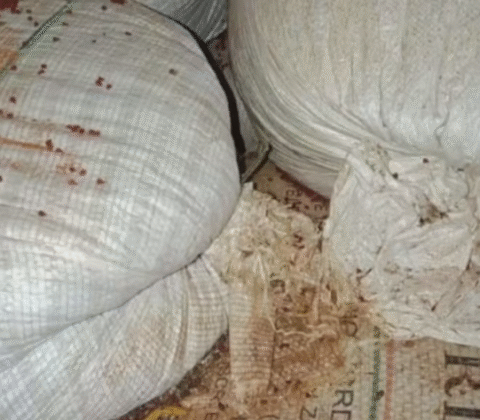 Imagem do post Fezes de ratos em temperos: 4 fábricas clandestinas são fechadas