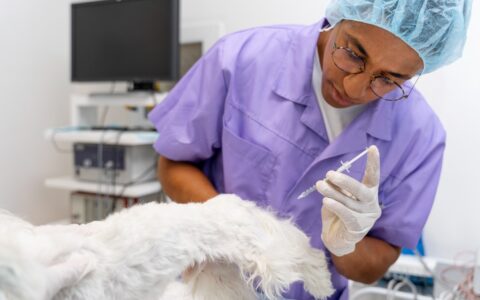 Imagem do post Semana de Medicina Veterinária da Estácio terá palestras e arrecadação de ração