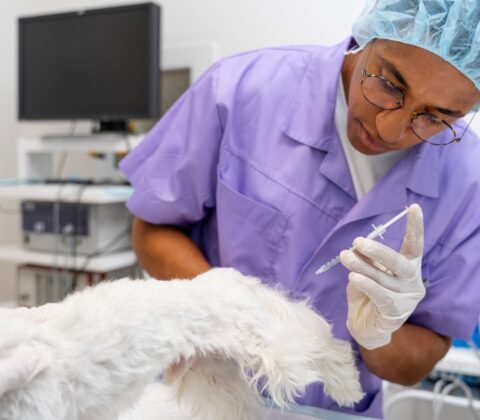 Imagem do post Semana de Medicina Veterinária da Estácio terá palestras e arrecadação de ração