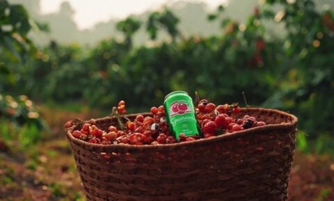 Imagem do post Ambev e Guaraná Antarctica planejam produzir e doar o recorde de 100 mil mudas, reforçando a cultura do guaraná em Maués