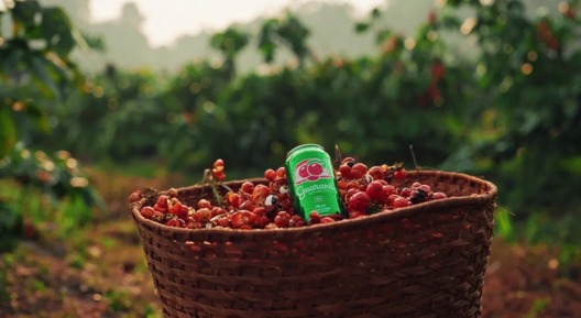 Ambev e Guaraná Antarctica planejam produzir e doar o recorde de 100 mil mudas, reforçando a cultura do guaraná em Maués