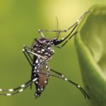 Pesquisa revela relação entre dengue e paralisia progressiva