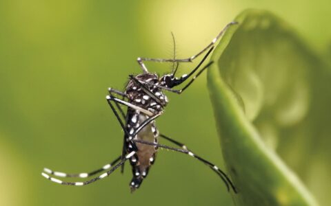 Imagem do post Butantan revela nova classificação da dengue; entenda