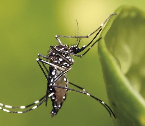 Imagem do post Fiocruz faz alerta: Aedes pode causar morte de bebês