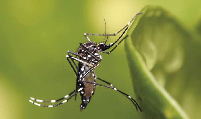 Fiocruz faz alerta: Aedes pode causar morte de bebês