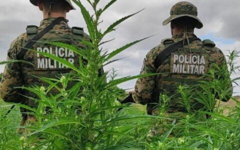 Imagem do post Em ação conjunta, PM erradica mais de 11 mil pés de maconha
