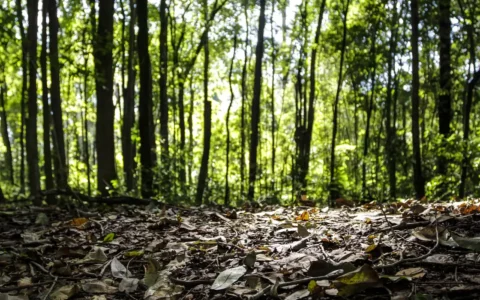 Imagem do post Brasil bate recorde bilionário com produção florestal
