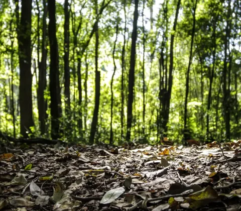 Imagem do post Brasil bate recorde bilionário com produção florestal