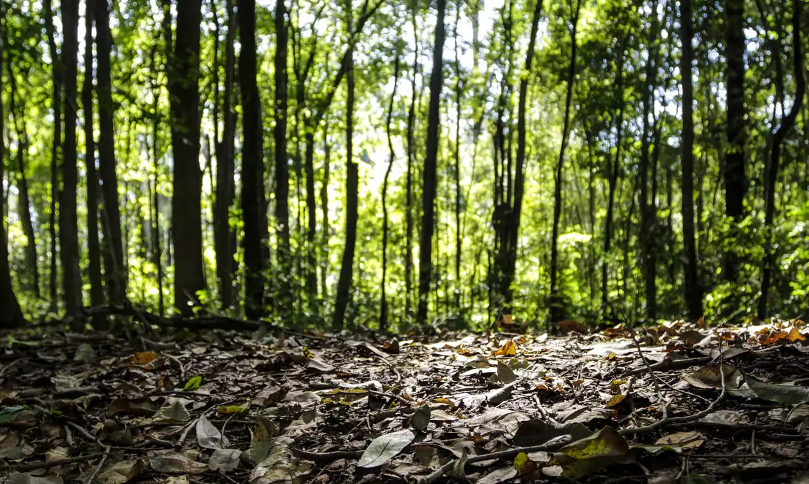 Brasil bate recorde bilionário com produção florestal