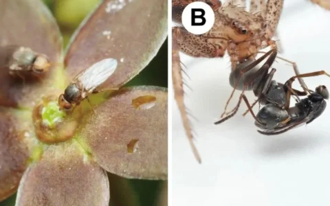 Imagem do post Planta japonesa imita cheiro de formiga morta