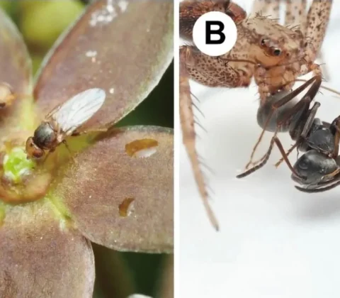 Imagem do post Planta japonesa imita cheiro de formiga morta