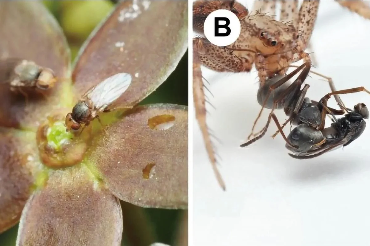 Planta japonesa imita cheiro de formiga morta