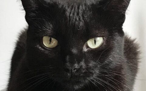 Imagem do post Cidade espanhola proíbe adoção de gatos pretos no Halloween