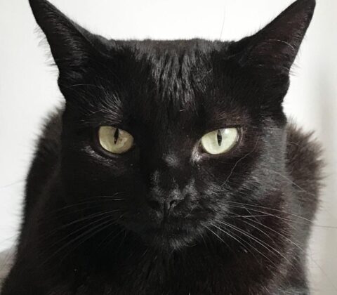 Imagem do post Cidade espanhola proíbe adoção de gatos pretos no Halloween