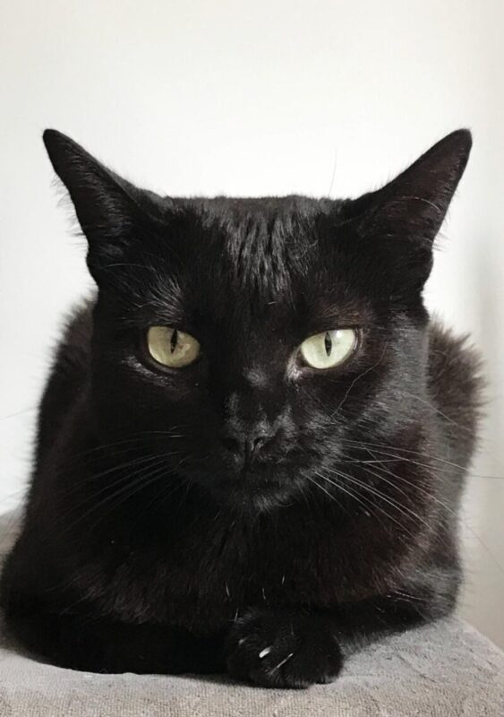 Cidade espanhola proíbe adoção de gatos pretos no Halloween