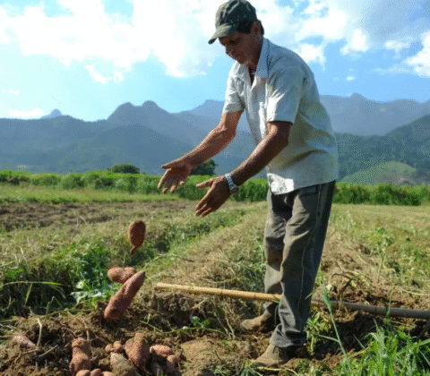 Imagem do post BNDES libera R$ 12 bilhões em crédito para produtores rurais