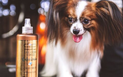 Imagem do post Com projeção de atingir USD 3,2 bilhões até 2032, mercado de estética pet ganha formulações inteligentes e produtos que cuidam da pele dos animais