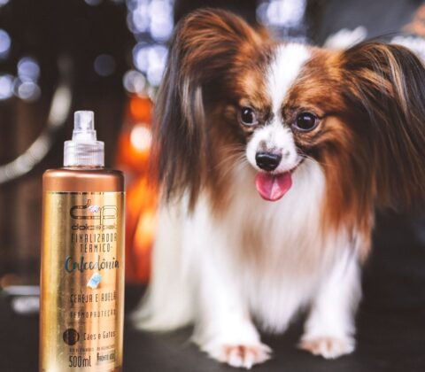 Imagem do post Com projeção de atingir USD 3,2 bilhões até 2032, mercado de estética pet ganha formulações inteligentes e produtos que cuidam da pele dos animais