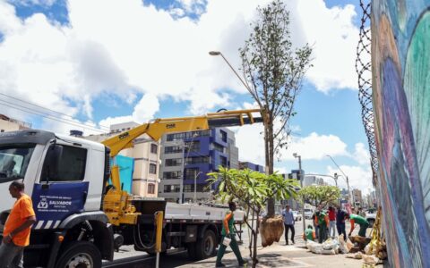 Imagem do post Corredor Verde: Prefeitura chega a 61 árvores plantadas na Manoel Dias e planeja ação no Cabula